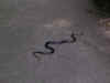 Simpatica vipera nei giardini dell'abbazia