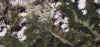 auronzo07 (google earth)