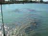 chioggia_1614.jpg (152797 bytes)